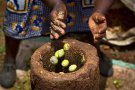 Местная жительница сажает семя дерева мелии в Нъюмбани, Кения.