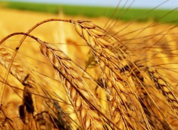 Цены на зерно вырастут