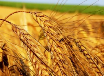 Украина намолотила 42 миллиона тонн зерна - Минагропрод