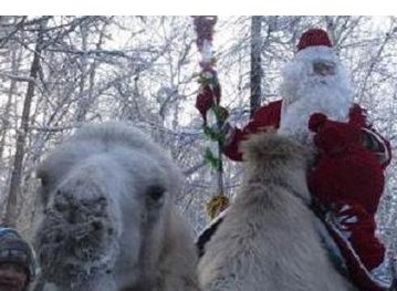 На Крещатике в новогоднюю ночь всех желающих будут катать в санях верблюды и страусы