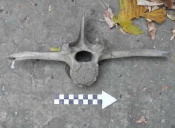 Во время раскопок под Луганском археологи обнаружили кости мамонтов, бизонов и древнего оленя