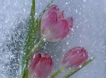 В столице представили композиции цветов во льду