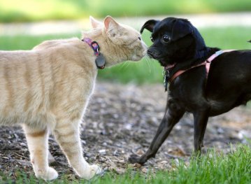 Вчені дослідили вплив котів і собак на успішність власників