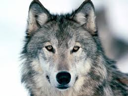 Вчені довели, що вовки розумніші за собак