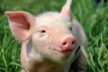 На ринку України до 5% контрабандної свинини