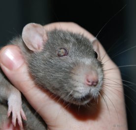 Вчені наділили мишей суперзором: на черзі люди