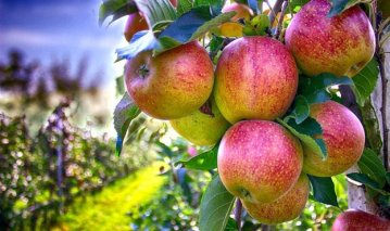 Великий врожай яблук створив в Україні фермерську кризу