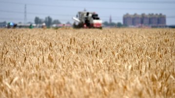 Єврокомісія заборонила імпорт окремих агротоварів з України після тиску п'ятьох держав ЄС