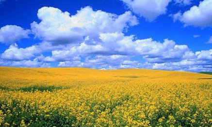 Абсолютна більшість українців знову проголосувала б за Незалежність