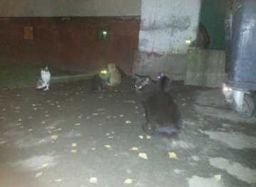 Коти з Панчішної рятують від щурів та родинних скандалів.