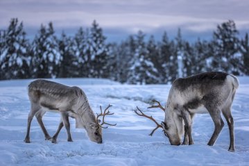 Через зміну клімату популяція оленів у Лапландії скоротилася вдвічі