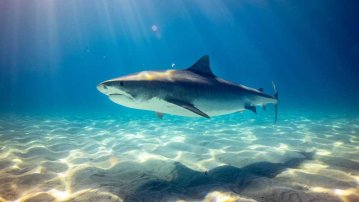 В Австрії створили гідрокостюм, стійкий до укусів акул