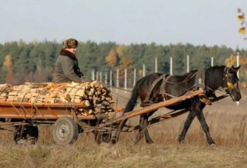 Тюрма за дрова. Проти кого обернеться новий закон про вирубку дерев