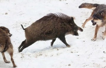 Дика природа повертається: нашестя кабанів та вовків у селах Київщини