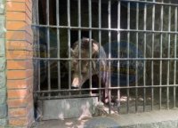 Поліція перевіряє умови утримання ведмедів у парку «Буки» на Київщині