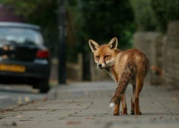 Зелені зони Київщини заполонили лисиці та лосі: місцеві жителі насторожені через диких тварин