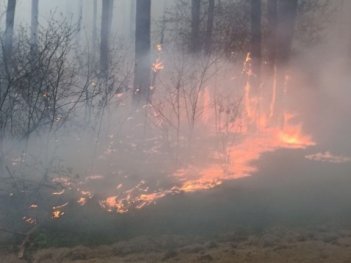 Площа лісової пожежі на Чернігівщині сягнула 5800 гектарів