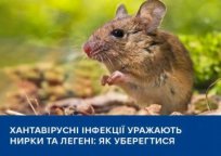 Атакує легені та нирки: що таке хантавірус та які симптоми хвороби